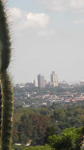 johannesburg in the middle of planted trees..